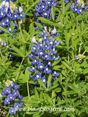 Texas Bluebonnet (Lupinus texensis)
